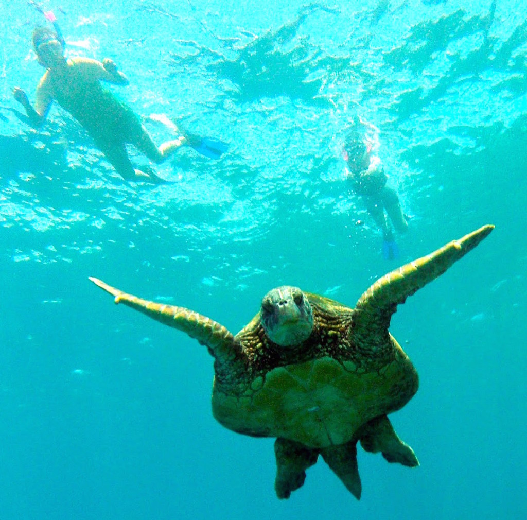 travel with kate snorkel kayak maui turtle